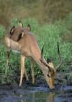 Sample 4 – Impala