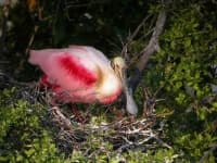Sample 2 – Spoonbill