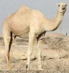 Sample 6 – Camel