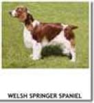Sample 3 – Welsh springer spaniel