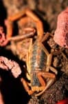Sample 1 – Scorpion