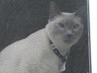 Sample 2 – Siamese cat