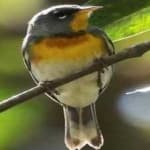 Sample of Northern parula