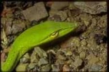 Sample 4 – Vine snake