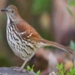 Sample 6 – Brown thrasher