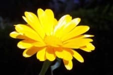 Sample 2 – English marigold