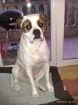Sample 5 – American bulldog