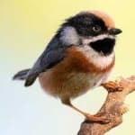 Sample 5 – Black throated bushtit