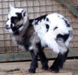 Sample 1 – Goat