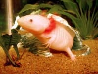 Sample 1 – Axolotl