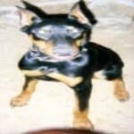 Sample 6 – Doberman