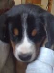 Sample 6 – Greater swiss mountain dog