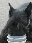 Sample 1 – Scotch terrier