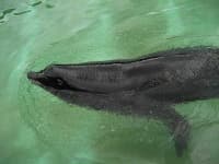Sample 5 – Sea lion