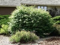 Sample 2 – Bush