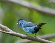 Sample 1 – Indigo bunting