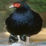 Sample 8 – Mikado pheasant