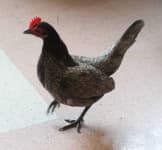 Sample 1 – Chicken
