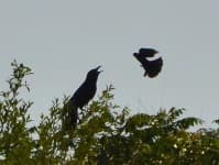 Sample 2 – Raven