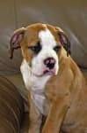 Sample 4 – American bulldog