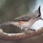 Sample 5 – Tit mouse