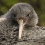 Sample 19 – Bird kiwi