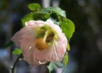 Sample 3 – Mallow