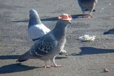 Sample 1 – Pigeon