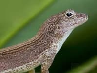 Sample 6 – American chameleon