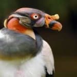 Sample 1 – King vulture