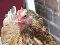 Sample 3 – Hen