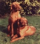 Sample 1 – Vizsla