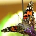Sample 24 – Painted butterfly