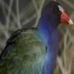 Sample 3 – Purple gallinule