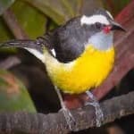 Sample 4 – Bananaquit