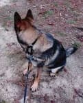 Sample 4 – Norwegian elkhound
