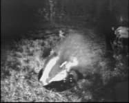 Sample 4 – Badger