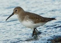 Sample 2 – Red backed sandpiper