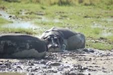 Sample 1 – Hippopotamus