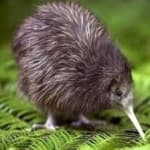Sample 10 – Bird kiwi