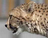 Sample 1 – Cheetah