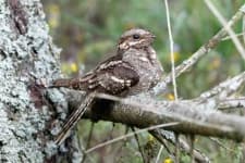 Sample 1 – Nightjar