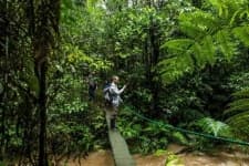 Sample 5 – Rainforest