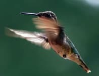 Sample 1 – Hummingbird