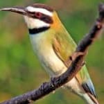Sample 5 – White throated bee eater