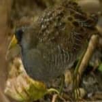 Sample of Sora