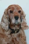 Sample 3 – English cocker spaniel