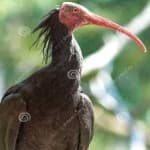 Sample 5 – Bald ibis