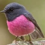 Sample 6 – Pink robin
