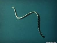Sample 6 – Sea snake